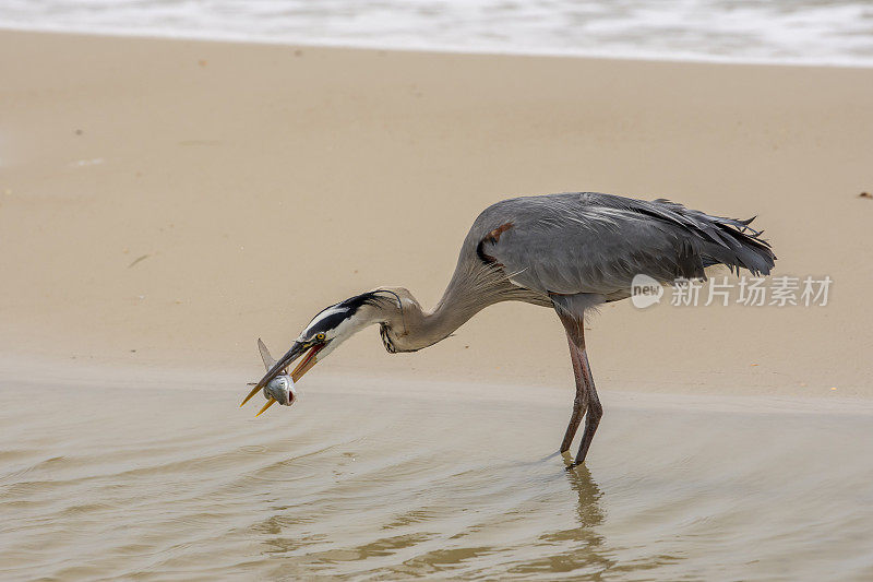 Side view of great blue heron standing in intertidal pool on beach, with large live hardhead catfish facing camera while sideways in beak
